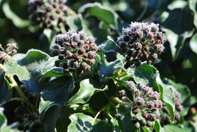 Hedera helix - břečťan obecný - plodenství